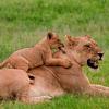 Lions